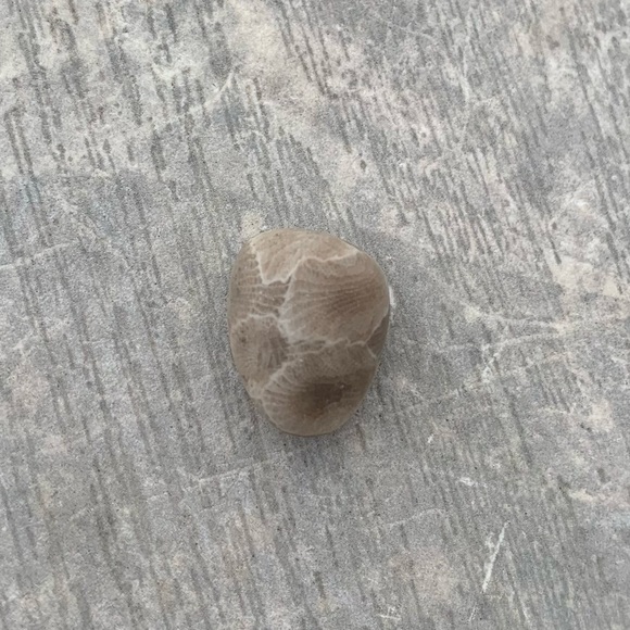 Petoskey stone - Picture 4 of 8